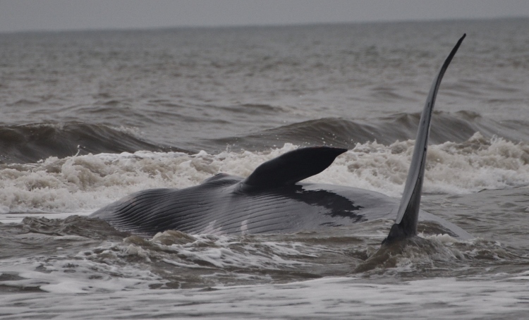 beached whale